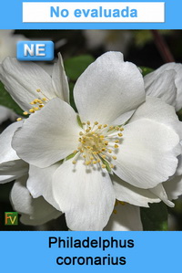 Philadelphus coronarius