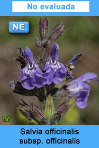 Salvia officinalis officinalis