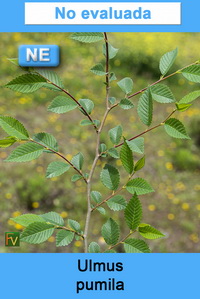 Ulmus pumila