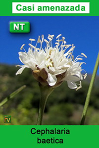 Cephalaria baetica