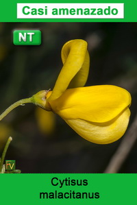 Cytisus malacitanus