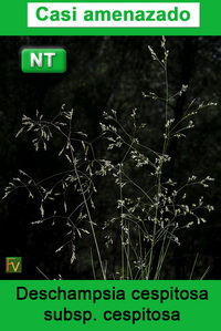 Deschampsia cespitosa cespitosa