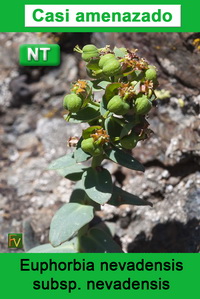 Euphorbia nevadensis nevadensis