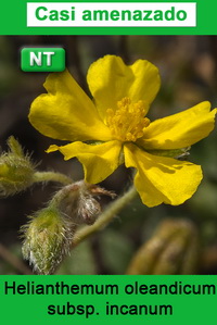 Helianthemum oleandicum incanum