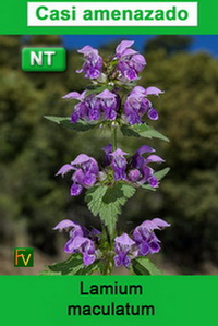 Lamium maculatum