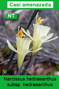 Narcissus hedraeanthus hedraeanthus