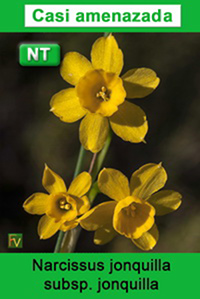 Narcissus jonquilla jonquilla