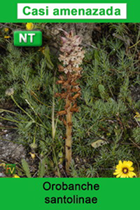 Orobanche santolinae