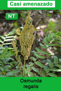 Osmunda regalis