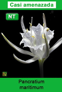 Pancratium maritimum