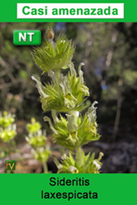 Sideritis laxespicata