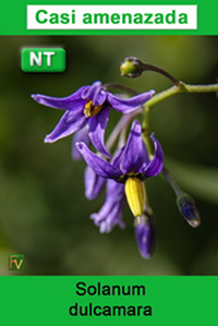 Solanum dulcamara