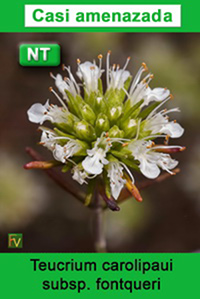 Teucrium carolipaui fontqueri