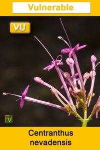 Centranthus nevadensis