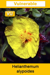 Helianthemum alypoides