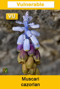 Muscari cazorlanum