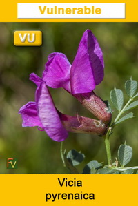 Vicia pyrenaica